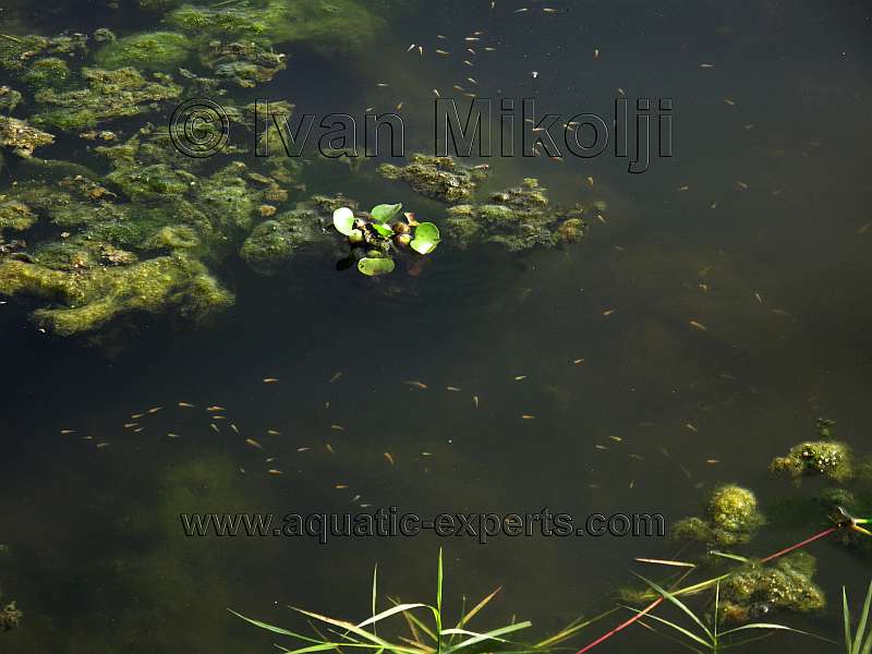 Acuicultura en Venezuela 11